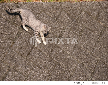 壁を降りるネコ 壁を降りるネコ 110080644