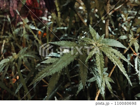 雑草たちと仲良く育つかわいい大麻のベビリーフ(カンナビス/cannabis)のおしゃれなイラスト 二 雑草たちと仲良く育つかわいい大麻のベビリーフ(カンナビス/cannabis)のおしゃれなイラスト 二 110080698