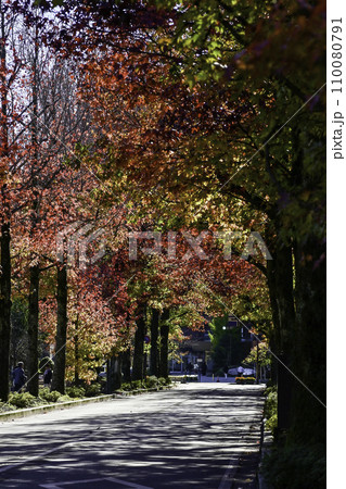 広坂アメリカ楓の紅葉 広坂アメリカ楓の紅葉 110080791