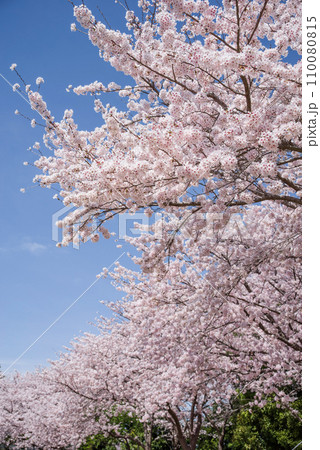 爽やかな青空と満開の桜 110080815