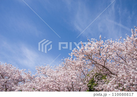 爽やかな青空と満開の桜 爽やかな青空と満開の桜 110080817