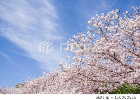 爽やかな青空と満開の桜 110080818