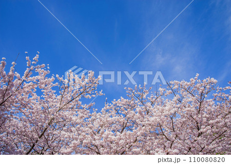 爽やかな青空と満開の桜 110080820