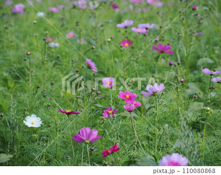 秋の日差しに咲くピンクのコスモスの花 秋の日差しに咲くピンクのコスモスの花 110080868