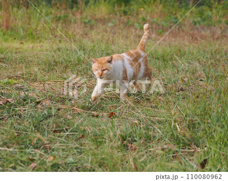 公園でくつろぐネコ 公園でくつろぐネコ 110080962