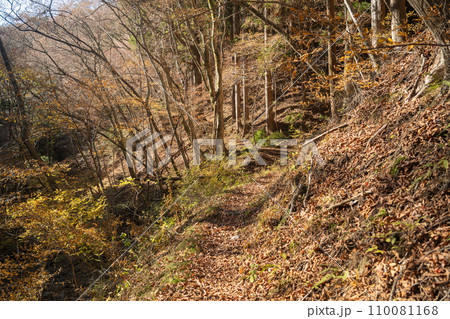 八溝山　登り登山道の風景 110081168