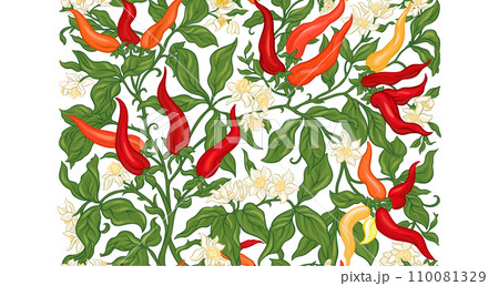Hot chilly pepper plant with fruits and flowers. 110081329