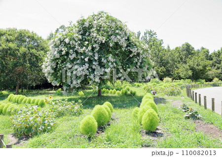 白色サルスベリの花 白色サルスベリの花 110082013