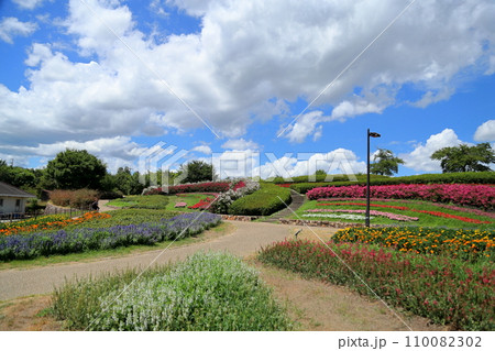 イッサイサルスベリの花 イッサイサルスベリの花 110082302