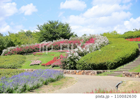 イッサイサルスベリの花 110082630