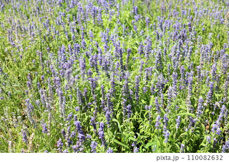 ブルーサルビアの花 ブルーサルビアの花 110082632