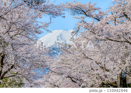 桜と富士山 忍野村・新名庄川 桜と富士山 忍野村・新名庄川 110082846