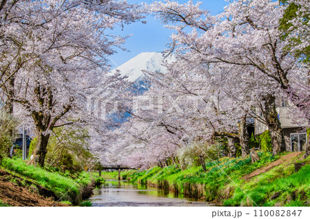桜と富士山　忍野村・新名庄川 110082847