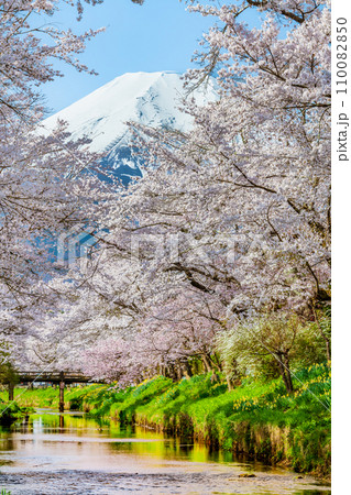 桜と富士山　忍野村・新名庄川 110082850