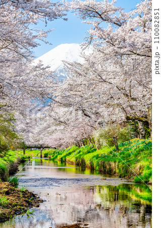 桜と富士山　忍野村・新名庄川 110082851