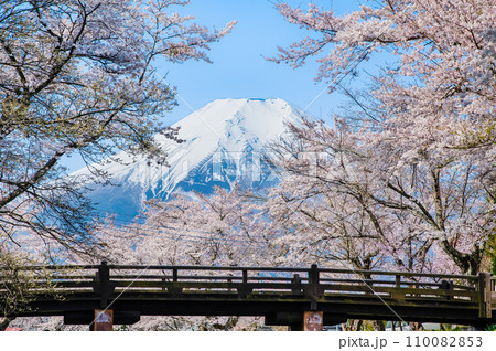 桜と富士山　忍野村・新名庄川 110082853