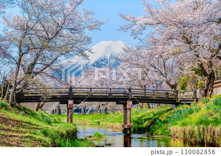桜と富士山　忍野村・新名庄川 110082856