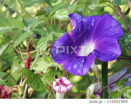 紫色のニホンアサガオの花のアップ 110082969