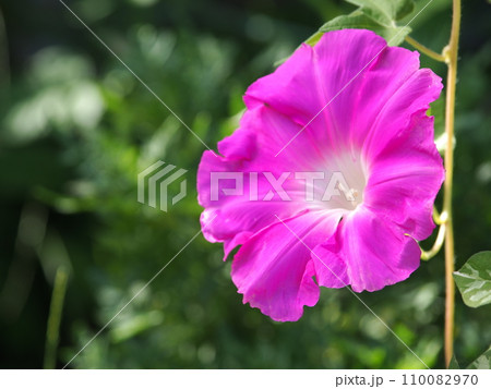 赤いニホンアサガオの花のアップ 赤いニホンアサガオの花のアップ 110082970