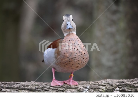 びっくり顔のカモ びっくり顔のカモ 110083010