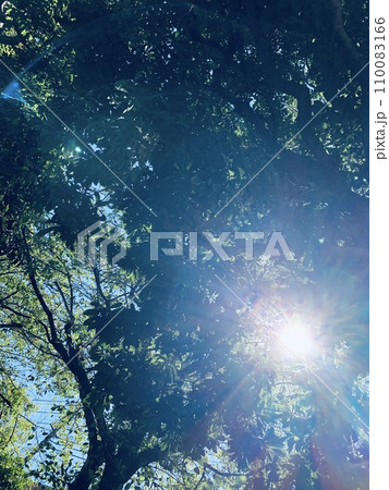 森の中から見上げた空と太陽 110083166