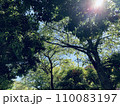 森の中で輝く太陽 110083197