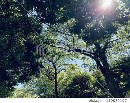 森の中で輝く太陽 110083197