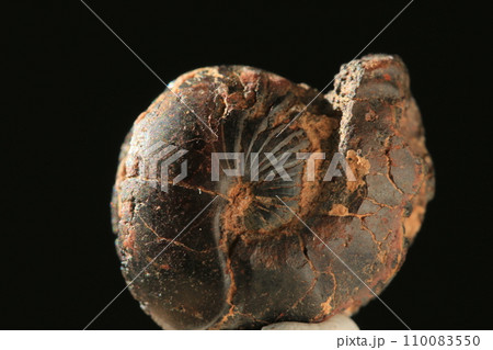 アンモナイトの化石 110083550