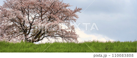 丘の上に咲く桜の大樹 丘の上に咲く桜の大樹 110083808