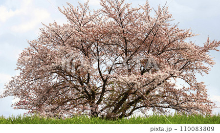 丘の上に咲く桜の大樹 110083809