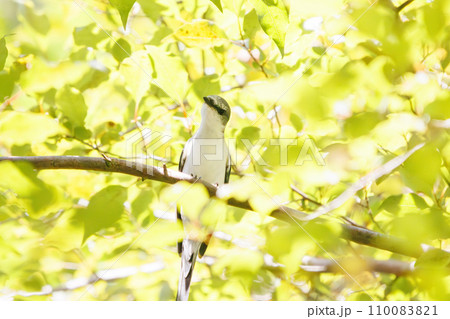 枝に止まる綺麗なサンショウクイ（サンショウクイ科）。  日本国神奈川県相模原市、早戸川林道にて。 2 110083821
