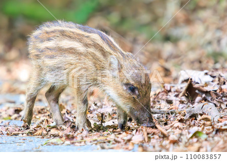 可愛いウリ坊（ニホンイノシシの幼体）。  日本国神奈川県相模原市、早戸川林道にて。 2023年8月1 110083857