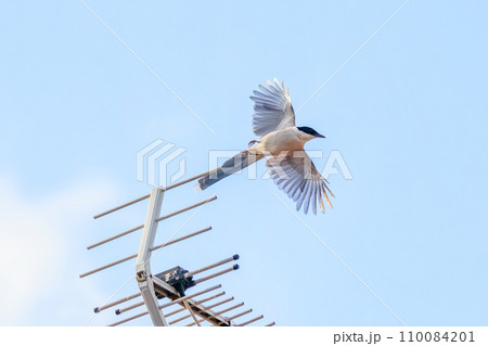 飛翔する美しいオナガ（カラス科）  日本国東京都江戸川区、葛西臨海公園にて。 2023年8月14日撮 110084201