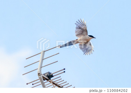 飛翔する美しいオナガ（カラス科）  日本国東京都江戸川区、葛西臨海公園にて。 2023年8月14日撮 110084202