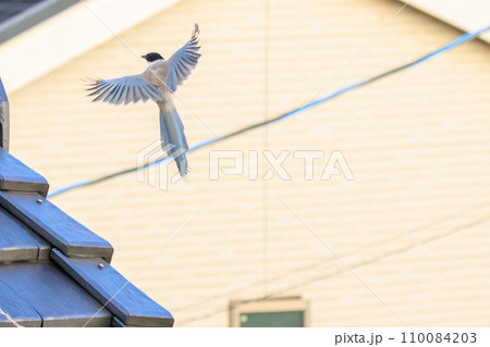 飛翔する美しいオナガ（カラス科）  日本国東京都江戸川区、葛西臨海公園にて。 2023年8月14日撮 110084203