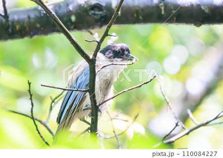 可愛いオナガ（カラス科）の幼鳥。  日本国東京都江戸川区、葛西臨海公園にて。 2023年8月14日撮 110084227