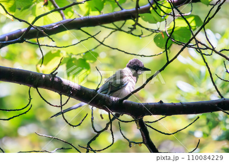 可愛いオナガ（カラス科）の幼鳥。  日本国東京都江戸川区、葛西臨海公園にて。 2023年8月14日撮 110084229