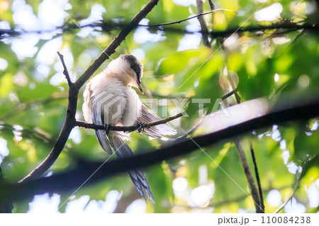可愛いオナガ（カラス科）の幼鳥。  日本国東京都江戸川区、葛西臨海公園にて。 2023年8月14日撮 110084238