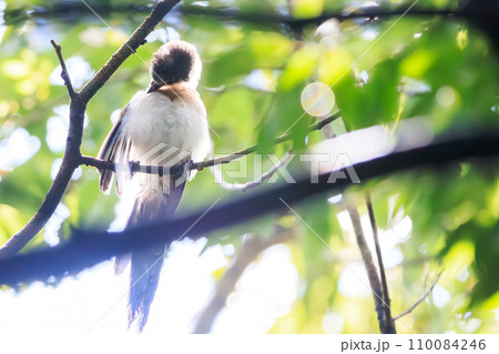 可愛いオナガ（カラス科）の幼鳥。  日本国東京都江戸川区、葛西臨海公園にて。 2023年8月14日撮 110084246