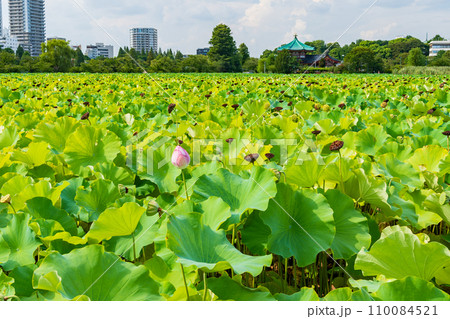 青空が広がる蓮池の風景 青空が広がる蓮池の風景 110084521