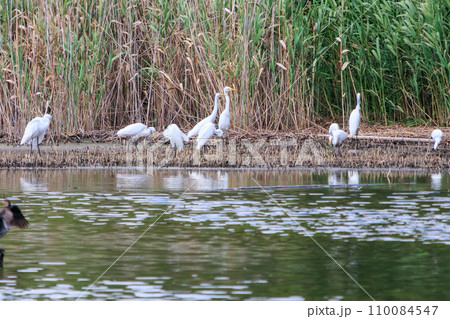 美しいダイサギ（サギ科）他の群れ。  日本国東京都江戸川区、葛西臨海公園にて。 2023年8月14日 110084547