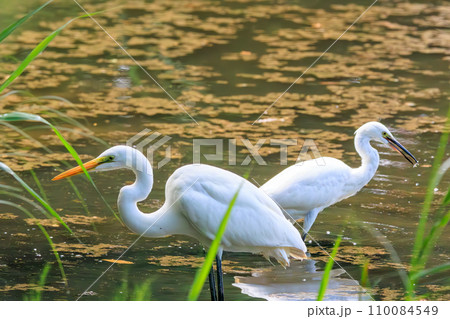 美しいダイサギ（サギ科）他の群れ。  日本国東京都江戸川区、葛西臨海公園にて。 2023年8月14日 110084549