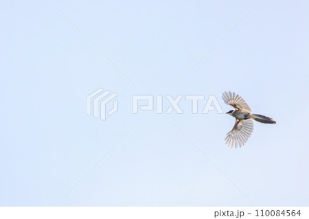 飛翔する美しいオナガ（カラス科）  日本国東京都江戸川区、葛西臨海公園にて。 2023年8月14日撮 110084564