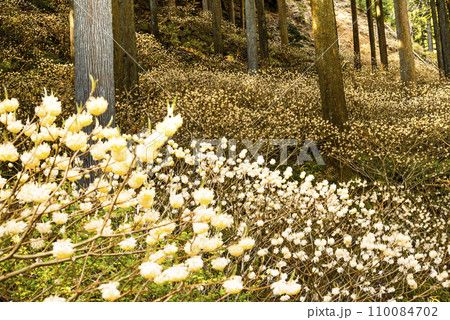 不動尻ミツマタの群生地 110084702