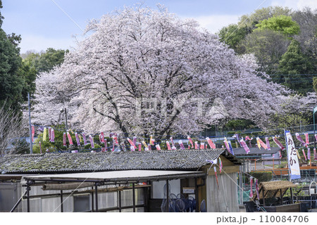 満開の桜と鯉のぼりの風景 110084706