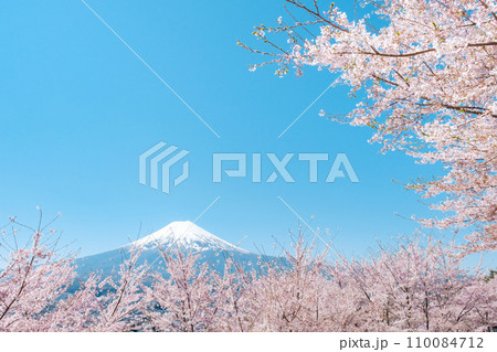桜と富士山（新倉山浅間公園） 110084712