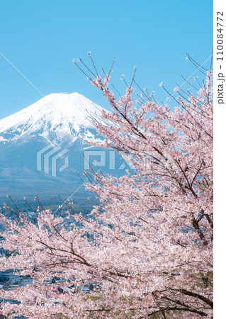 桜と富士山（新倉山浅間公園） 110084772