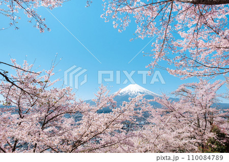 桜と富士山(新倉山浅間公園) 桜と富士山(新倉山浅間公園) 110084789