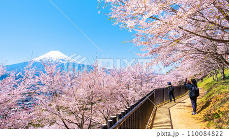 新倉山浅間公園（春） 110084822