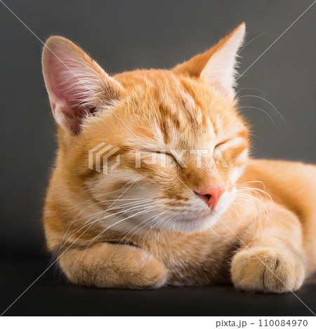 眠り猫 110084970